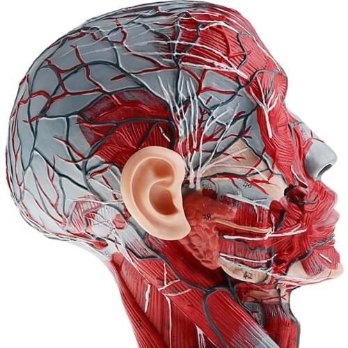 Lab Equipment Median Section of 1:1 Human Head & Neck w/Vessel Nerve Anatomical Study Model Display