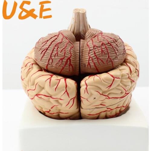 The human body big brain anatomy model free shipping brain model arteries