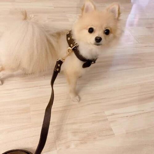 Fashion Leather Bowtie Collar Leash Set for Small Medium Dogs Puppy Outdoor Pet Dog Pomeranian Teddy Leading Accessories AML22