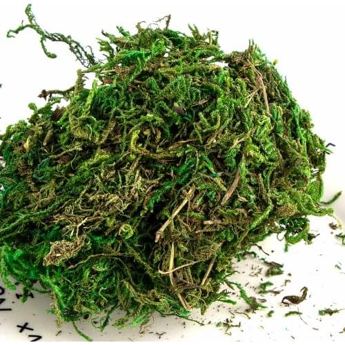 50g/bag Natural Dry Real Green Moss Home Micro Landscape Decorative Plants Moss Flowerpot Decorating Artificial Dried Moss