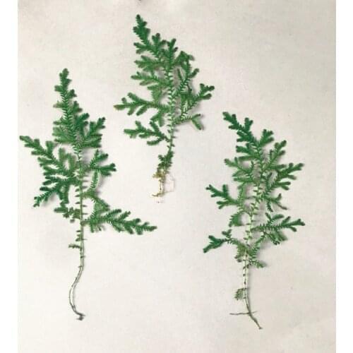 60pcs Pressed Dried Selaginella uncinata Flower For Epoxy Resin Jewelry Making Makeup Face Bookmark Nail Art Craft DIY