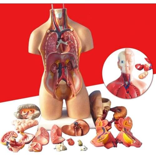 Anatomical Human Torso Body Model Anatomy Internal Organ Medical Teaching Mold Parent-child Interactive Children Educational Toy