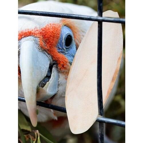 10Pcs Natural Cuddle Bone Parrot Chew Toys Chewing 9-11cm Cuttlefish Bone Bird Food Calcium Pick Stone Bird Cuttlebone