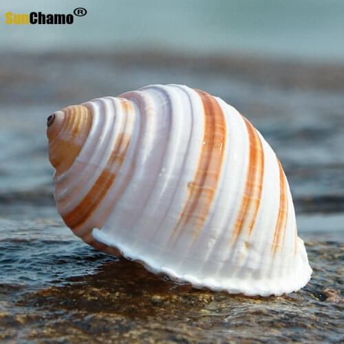 New Sea Snail Natural Shell Large Conch Fish Tank Aquarium Decoration Roll Shellfish Breeding Mediterranean Shell Pot Furnishing