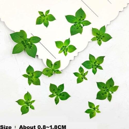 20PCS/0.8~1.8CM Real Dry Natural Plant Pressed Flowers Material Rabdosia Rubra,Dried Press Leaves,Resin Jewelry Making Craft