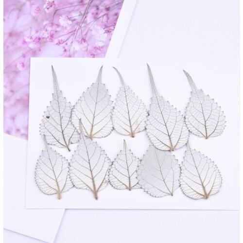 20pcs,Natural Fresh Eternal Leaves,Preserved Ramie leaf For DIY Wedding invitations and Craft Photo Frame Bookmark Gift Cards