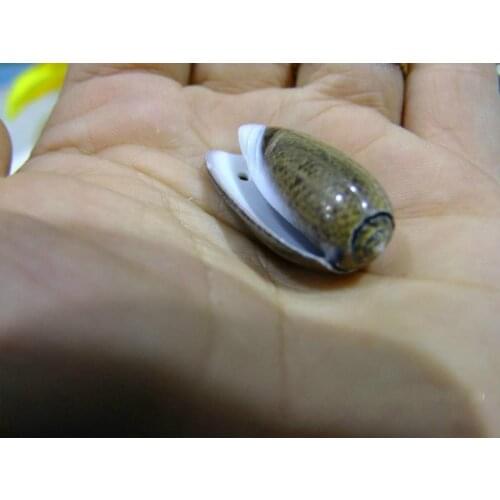 100pcs 3cm Natural conch shells sea-snail beaded handmade sea shells for craft making seashell holes