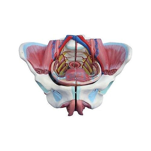 Female Pelvis With Genital Organs Muscle Rehabilitation Anatomical Model 4 Part