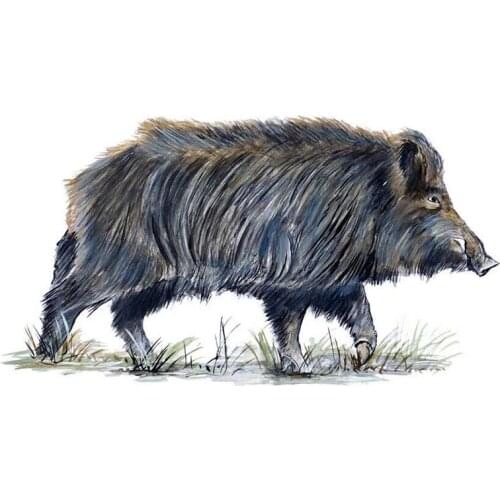 Creative Animal Wild Boar Swine Pig Hog Auto Truck Rv Hunting Camp Window Vinyl Protector Decal Car Sticker Graphic 13*7cm