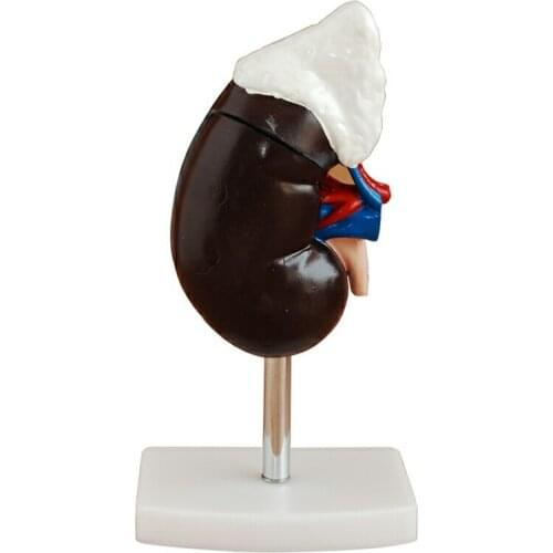 Medical science subject Anatomical Series Human Kidney with Adrenal Gland for teaching