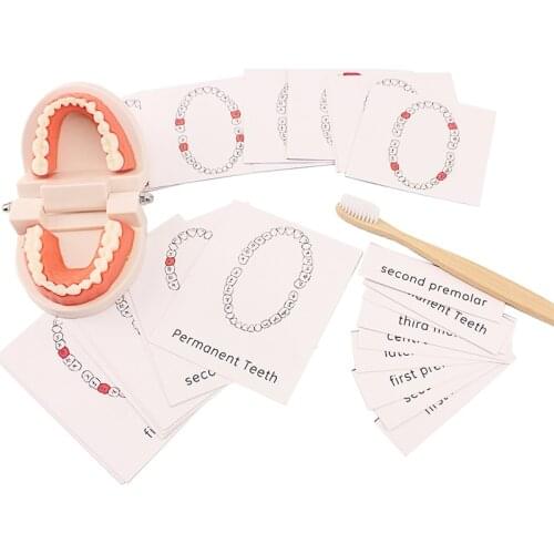 Montessori Practice Life Skill Toys Simulated Teeth Toys with Learning Card Bamboo Brush Toy Early Training Toy for Unisex Baby