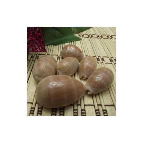 Conch shell starfish creative fashion gift decoration wholesale fish tank landscaping ornaments baby conch