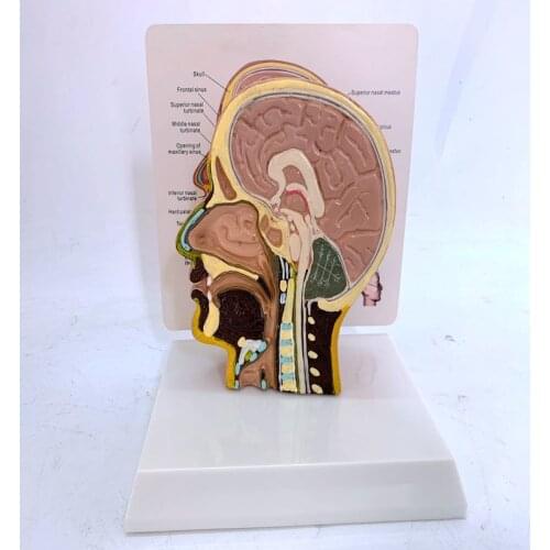Human Anatomical Nasal Cavity Throat Anatomy Head Sagittal Section anatomy Otolaryngology Model