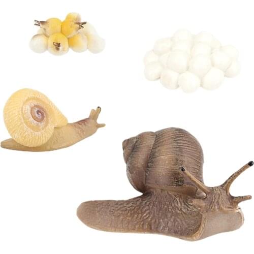 Plastic Snail Growth Life Cycle Cognitive Educational Game Classroom