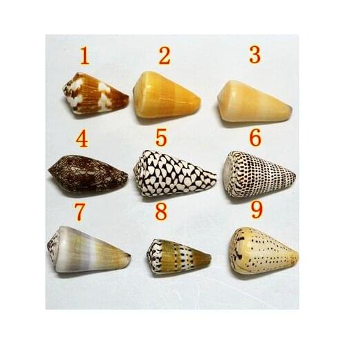Conch shell coral flower dot coro snail fish tank landscaping/home furnishing decoration/creative gift stand