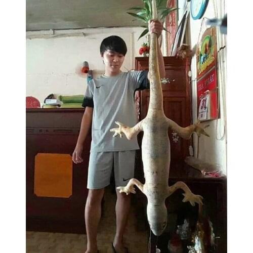 Fancytrader Realistic Plush Lizard Toy Big Giant Simulation Animals Lizard Doll Decoration 100cm 29inch