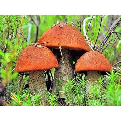 Dpsupr Full Square/Round Diamond Painting Kit Cross Stitch Mushroom Scenery Diamond 3D Embroidery DIY 5D Moasic Gift DC05