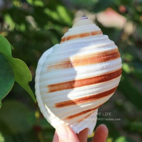 Natural large conch shell striped piano snail fish tank aquarium decoration roll shell fish breeding avoid shell succulent flowe
