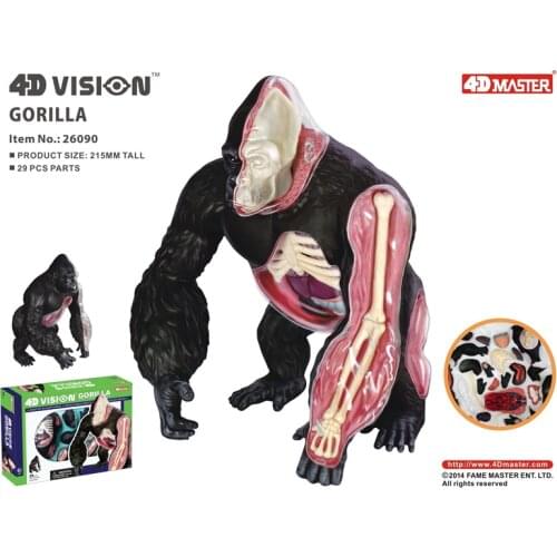 4D Silver back apes Intelligence Assembling Toy Animal Organ Anatomy Model Medical Teaching DIY Popular Science Appliances