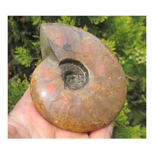 300g LOVELY AMMONITE FOSSIL (CRETACEOUS) MADAGASCAR