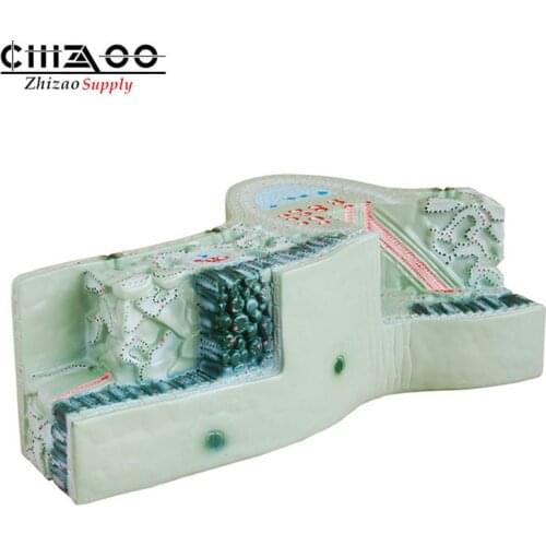 Medical Plant Anatomical Teaching Leaf Structure Model