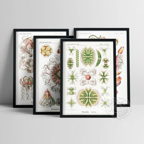 Animal Art Forms In Nature Poster, Marine Organism Illustration Oil Painting, Vintage Creature Art Prints, Library Wall Decor