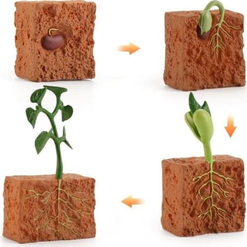 Plant Animals Growth Cycle Models Bean Insect Frog Butterfly Action Figurine Science Educational Toys For Children Figure Gift