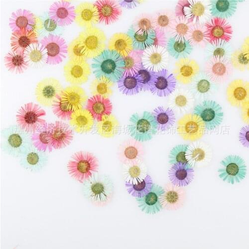 Needle chrysanthemum sun flower dried flower pressed flower plant specimen DIY handmade mobile phone shell card Epoxy material