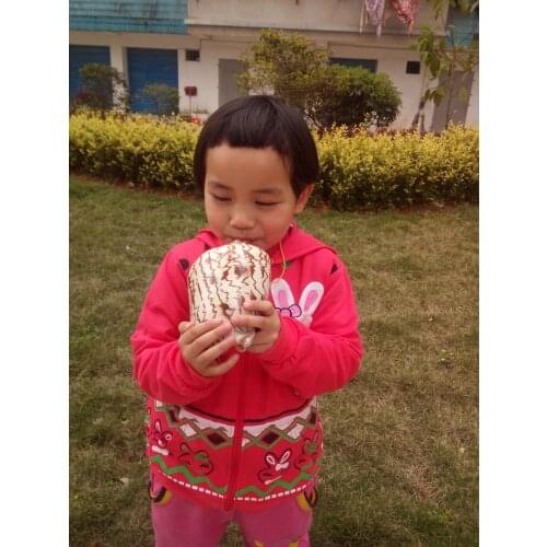 Large natural landscape of conch shells can whistle sounded. Conch shells whistle toys