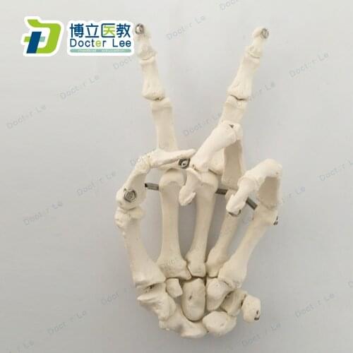 Life Size Human Hand Joint Anatomical Surgery Model HumanHand bone Skeleton Model for Medical Education Skeleton Model