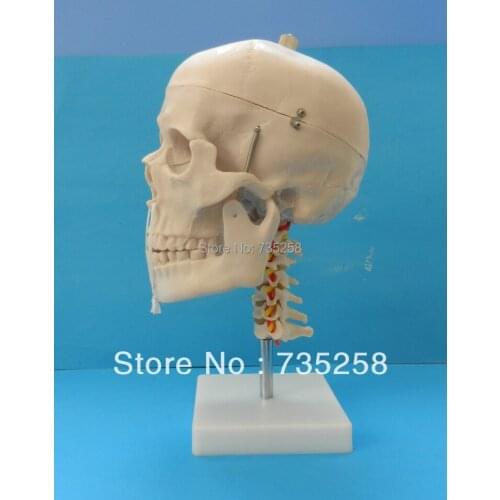 Skull with Cervical Spine,Simulation Model of Skull Cervical Vertebra