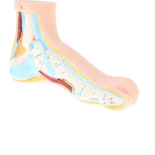 1:1 Lifesize Human Normal Foot with Ligaments Bones Muscles Medical Model