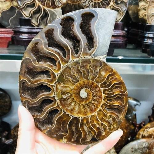 Big size madagascar fossils iridescent ammonite natural stones and minerals specimen
