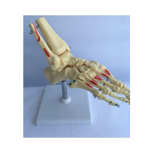 Natural size Human foot joint model The skeleton model medical teaching
