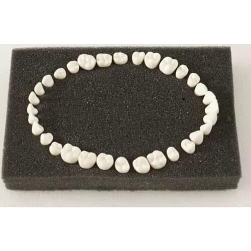 32pcs Teeth Permanent Teeth With Straight Roots Model
