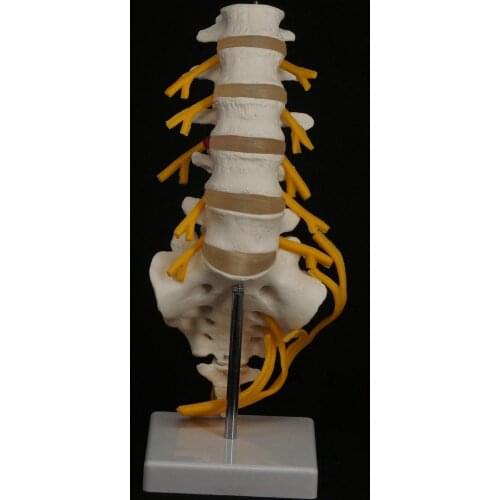 Lumbar Cauda Equina Spine Sacrum Coccyx Spinal Nerve Neural Skeleton Model