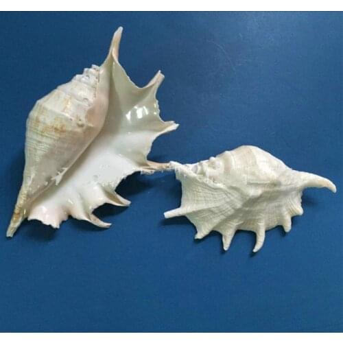 Natural conch large white Shells Seashells Home Aquarium Landscape DIY Nautical Deco Craft Collectable