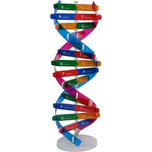 Montessori Block Learning Resource DNA Structure Puzzle Jigsaw Sensory Stacking Human Gene Model Assembly Science Toy