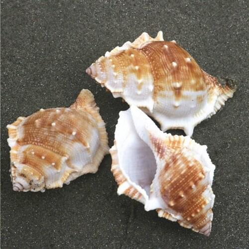 3pcs natural Conch sea shell trepang&holothurian shape conch shell for home decoration or gift