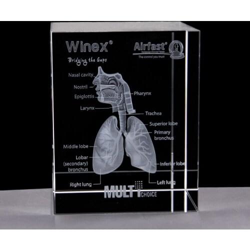 3D Stereo Crystal Internal Respiratory System lung Anatomy Model Medical edutaional equipment
