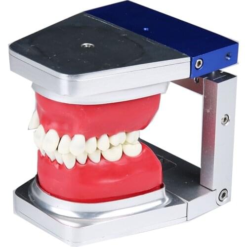 Dental Typodont Teeth Model With Removable Teeth Teaching Tooth Model 8017