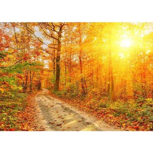 Sunlight Pathway Tree Vinyl Cloth Photography Backgrounds Portrait Photographic Backdrops for Wedding Photo Studio Photobooth