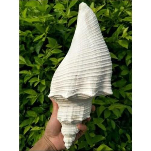 1PCS/LOT)CHAMBERED NAUTILUS NATURAL SHELL & CONCH HOME DECORATION AQUARIUM LANDSCAPING SHELL ORNAMENTS
