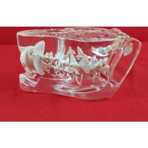 Pet Model Transparent Dog Teeth Cat Teeth Rabbit Teeth Teaching Demonstration model