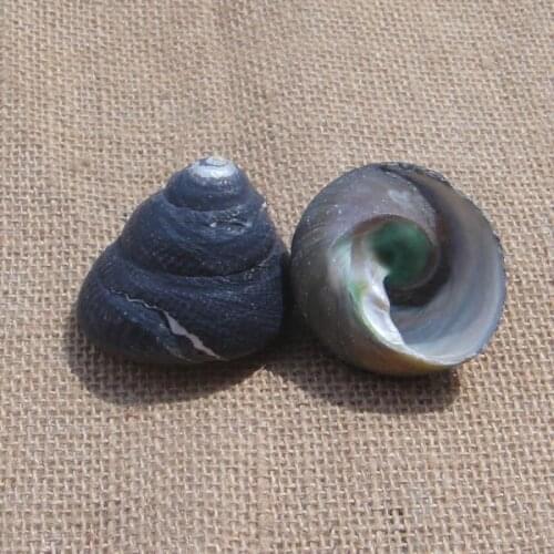 Natural black hat bell Lo 4-5cm conch shell fish tank floor wedding gifts home aquarium landscaping