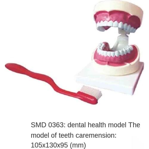 SMD0363 dental health care model