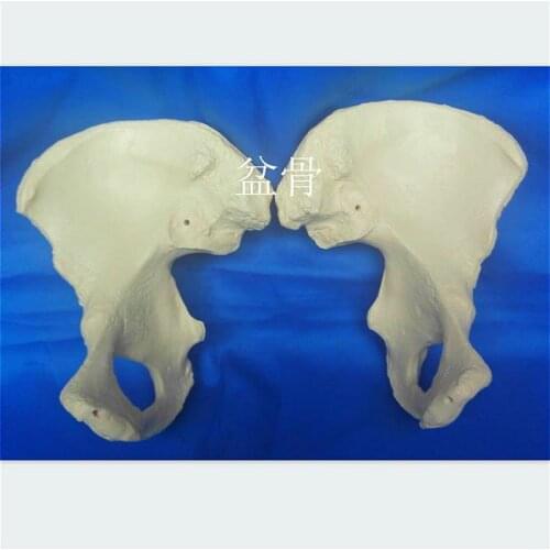 1: 1 medical pelvis model Bone skeleton medical teaching model left and right pelvis