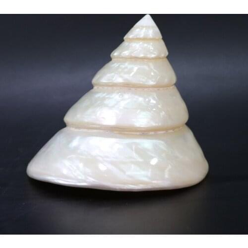 Luminous shells Luminous tower snails natural conch shells home furnishings aquarium fish tank decoration landscaping gifts gift