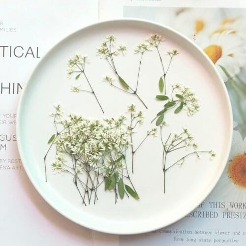 120pcs Pressed Dried Euphorbia graminea Flower Plant Herbarium For Jewelry Postcard Bookmark Phone Case Invitation Card DIY