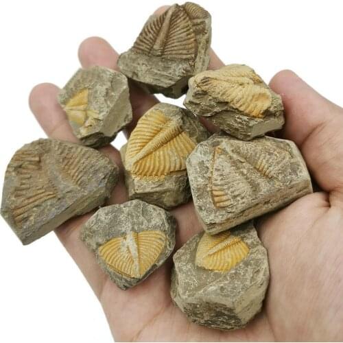 Natural Trilobite Tail Animal Coral Trilobite Crown Tail Science Science Stone Insect Teaching Specimen Collection T4C8